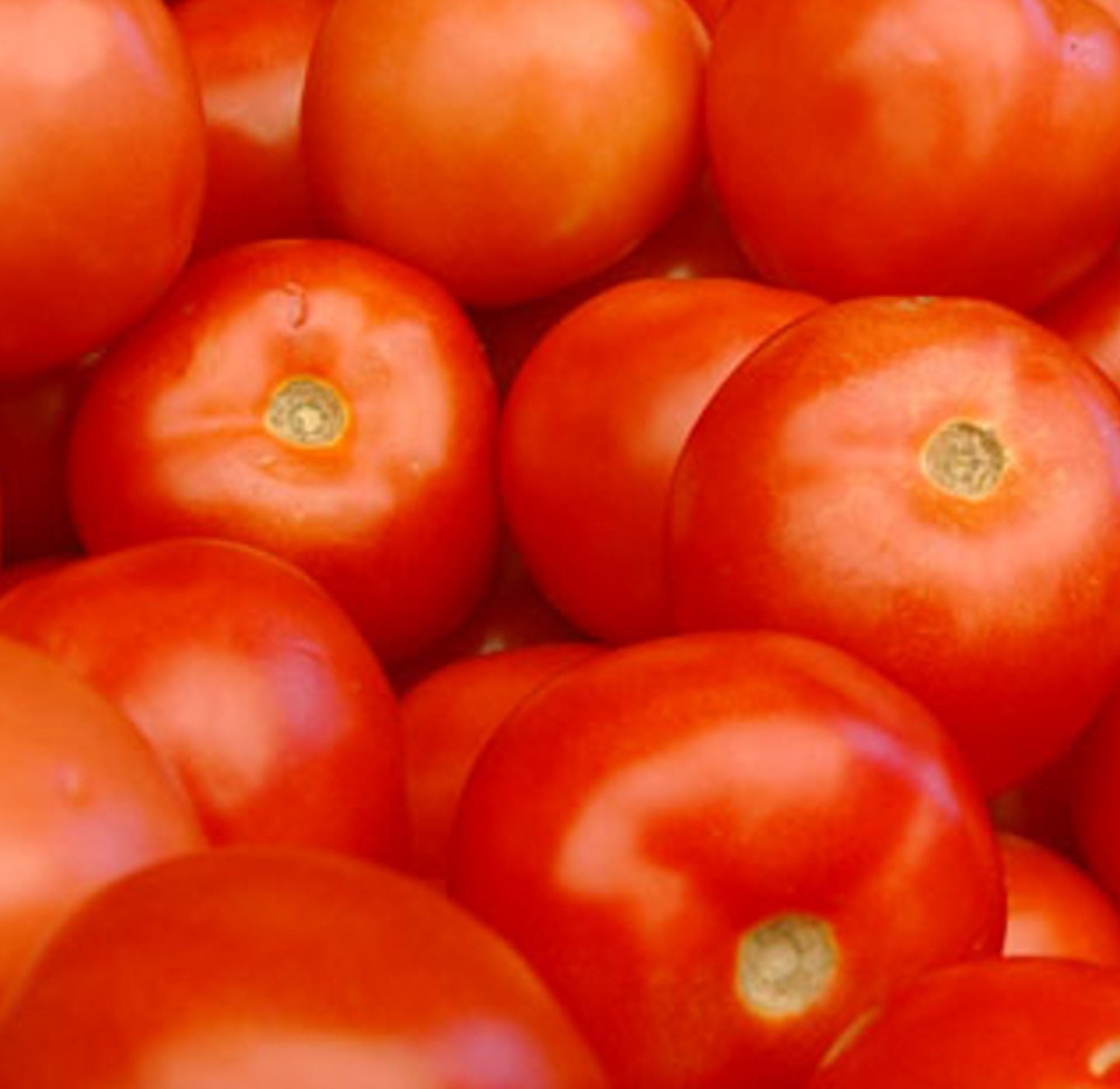 New yorker tomato plant