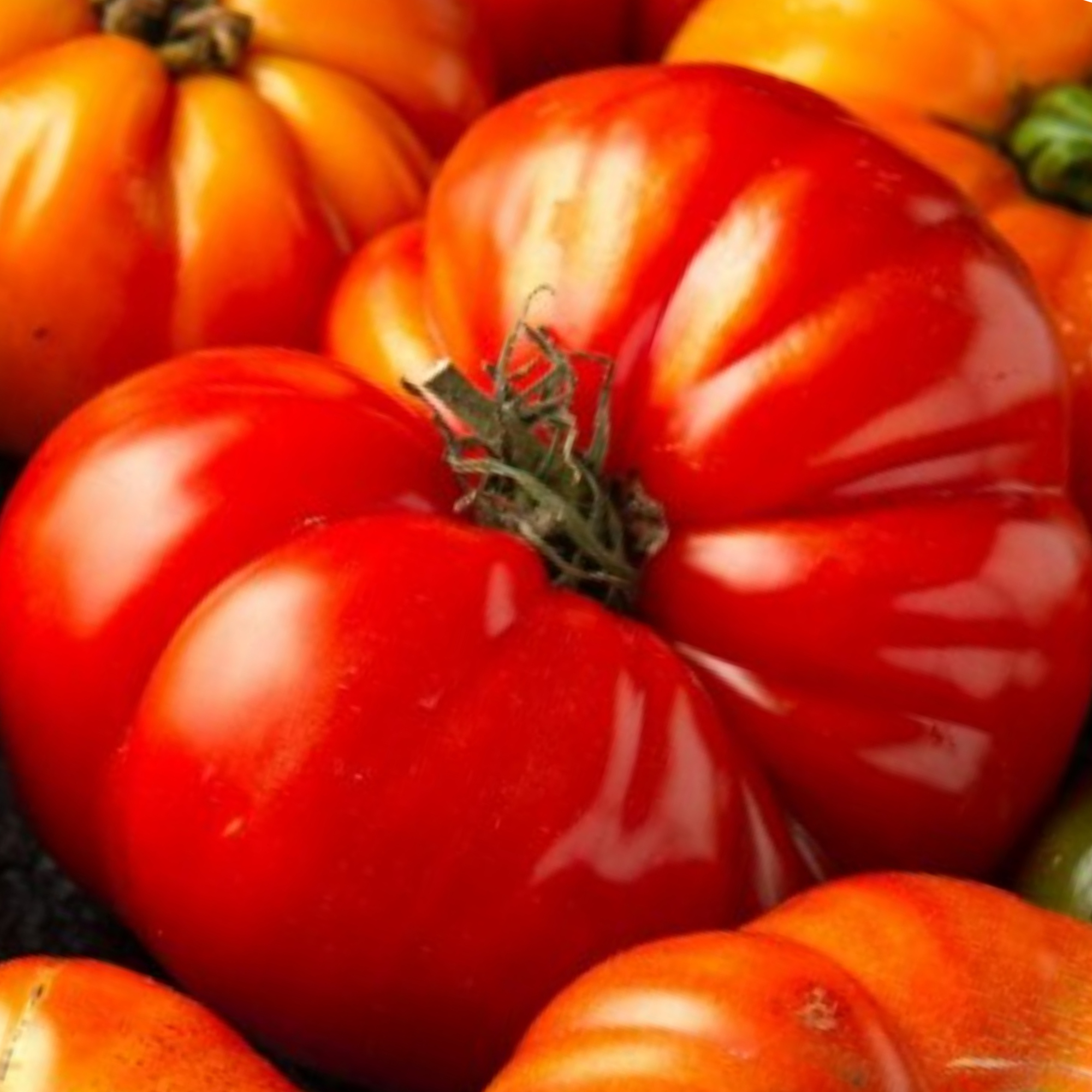 Red Brandywine Heirloom Tomato Seeds - Tomato Plants - Canada