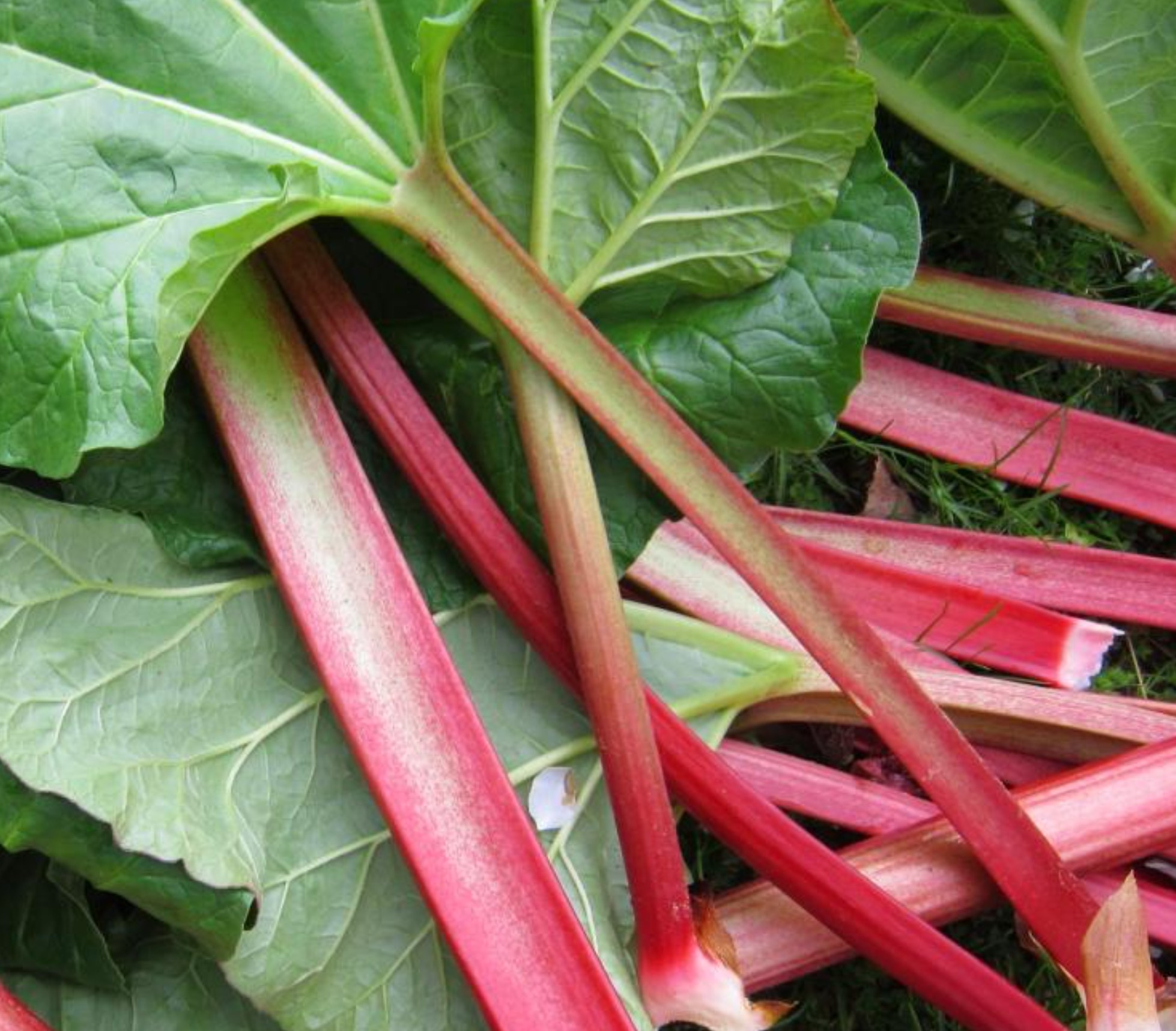 Canada Red Rhubarb Plants For Sale - Buy Rhubarb Crowns