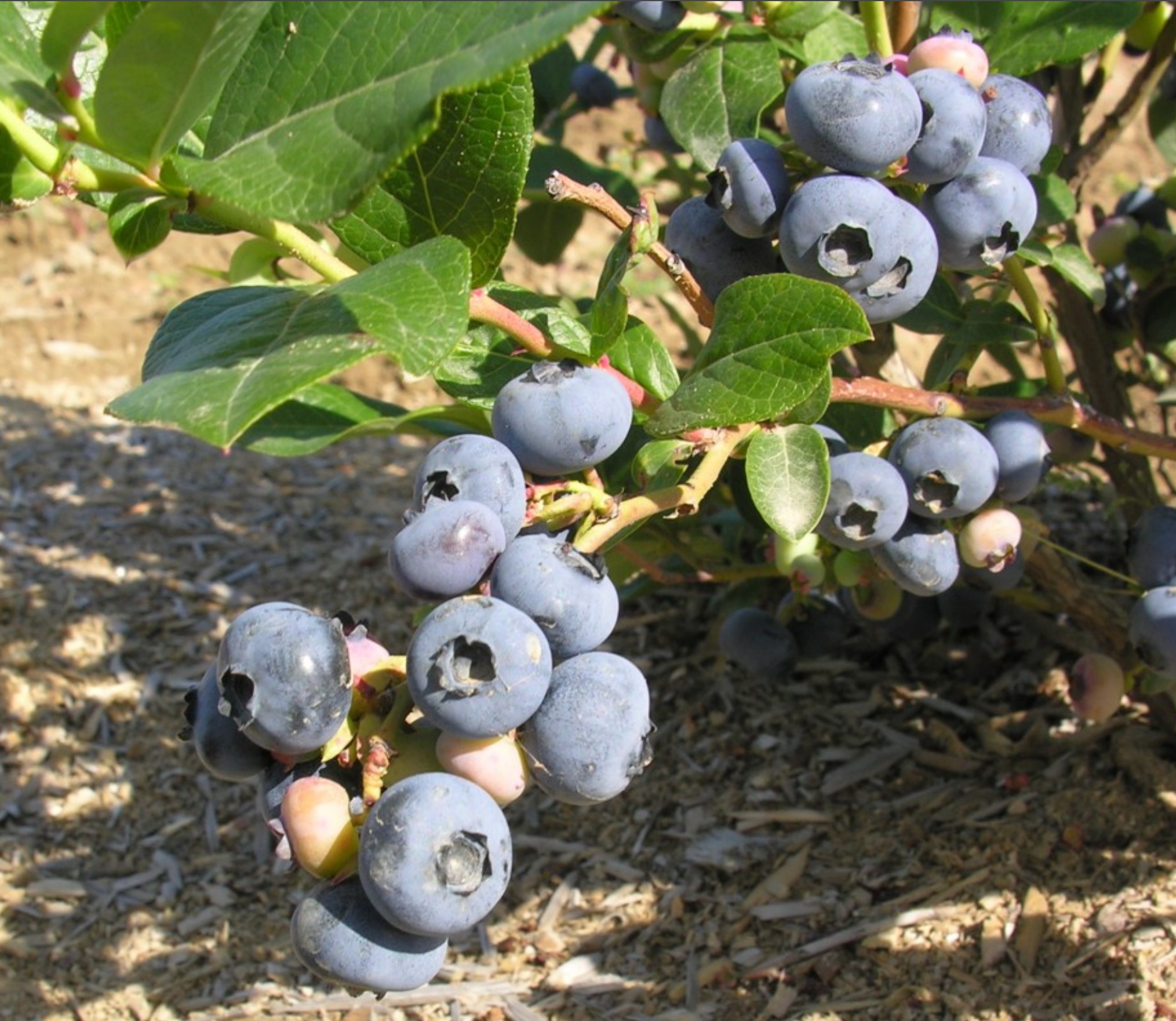 Patriot Highbush Blueberry Plants | Vegetable Seeds Canada