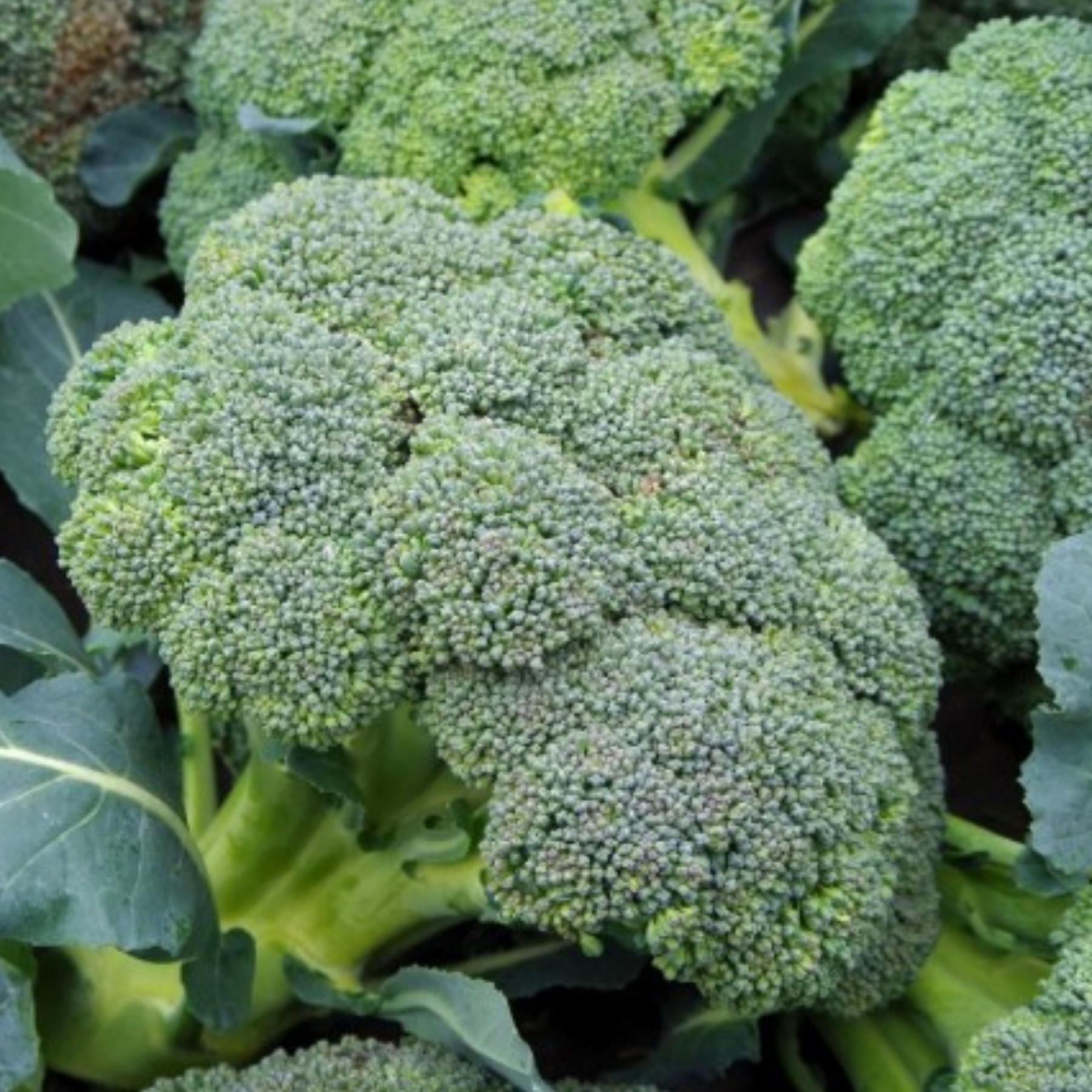 Waltham 29 Broccoli Seeds - Heirloom Vegetable Seeds Canada