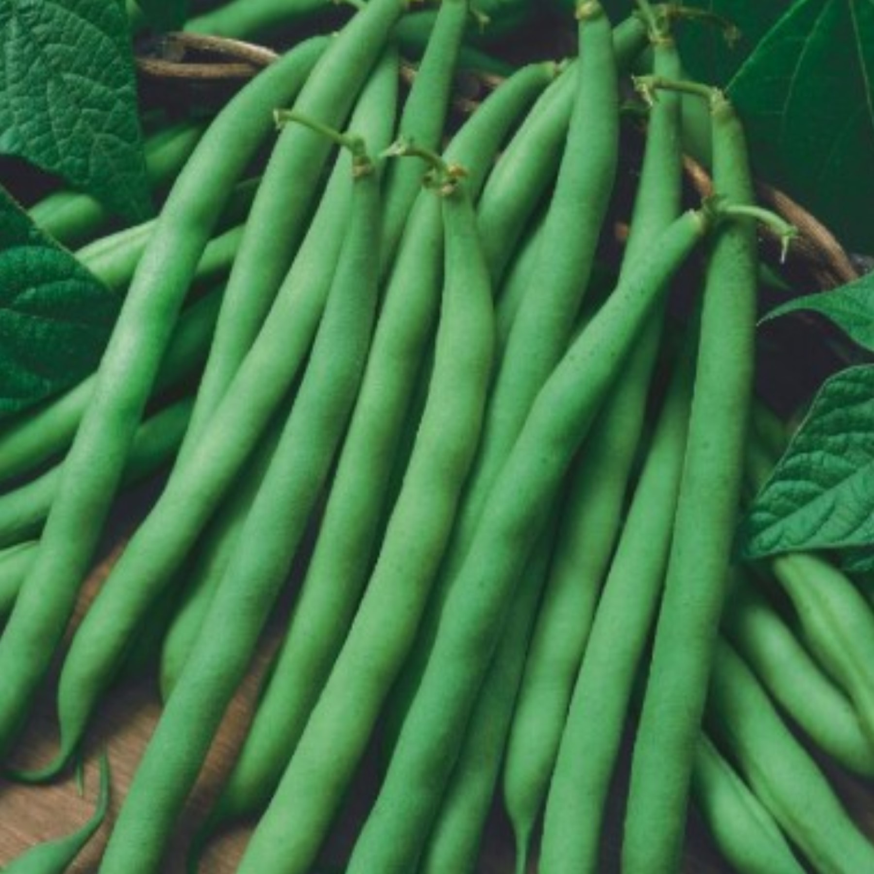 blue-lake-274-green-bush-bean-seeds-vegetable-seeds-canada